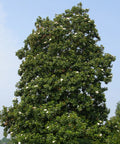 Little Gem Magnolia Tree