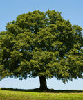 Live Oak Tree
