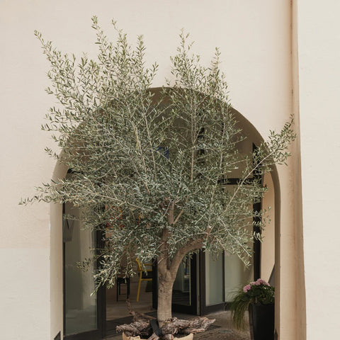 Mission Olive Tree  Indoor and Outdoor Olive Tree – Simply Trees