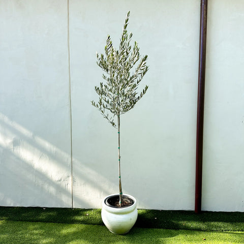 Mission Olive Tree  Indoor and Outdoor Olive Tree – Simply Trees