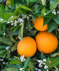 Navel Orange Tree