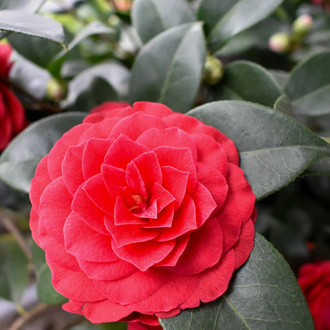Nuccios Bella Rosa Camellia