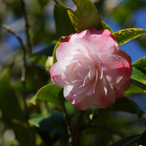 Nuccios Pearl Camellia