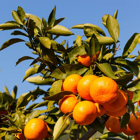 Orange Frost Satsuma Tree