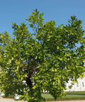Persian Bearss Lime Tree