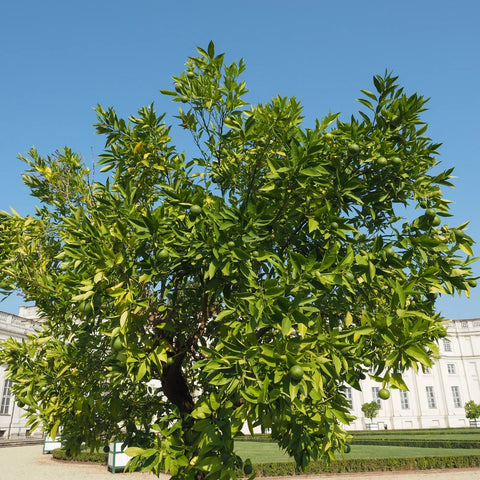 Persian Bearss Lime Tree