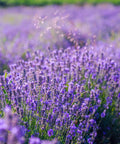 Phenomenal Lavender