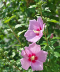Purple Pillar Rose of Sharon