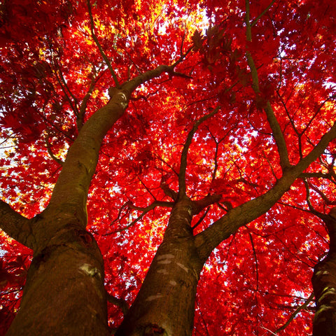 Red Sunset Maple Tree