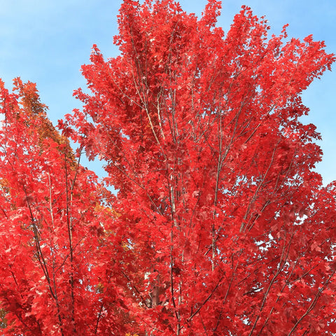 Redpointe Maple Tree