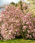 Saucer Magnolia Tree