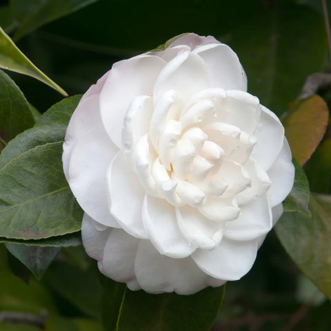 Sea Foam Camellia