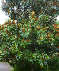 Southern Magnolia DD Blanchard