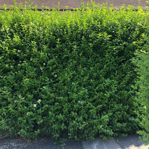 Waxleaf Privet Hedge