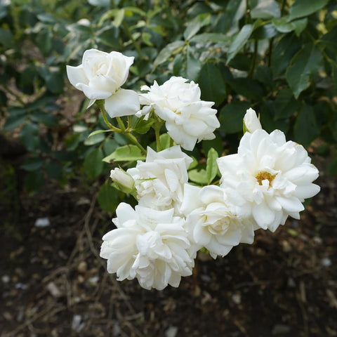 White Drift Rose Bush