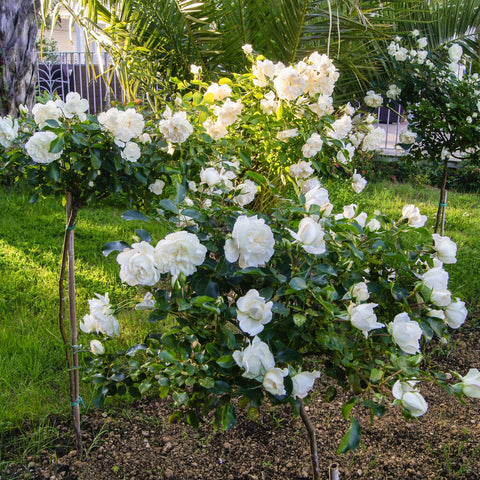 White Drift Rose Tree