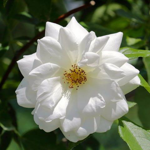 White Iceberg Rose Tree