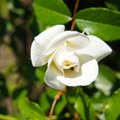 White Iceberg Rose Tree