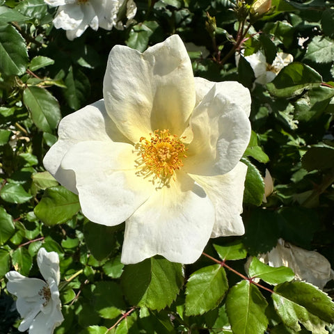 White Knock Out Rose Tree