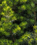 Yew Podocarpus