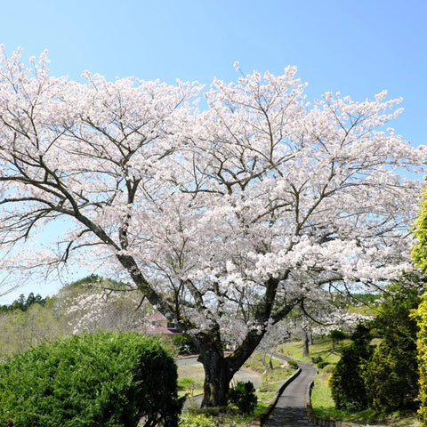 Yoshino Cherry Tree